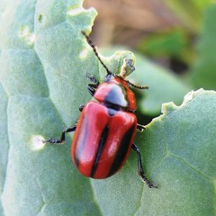 HK_Calm-&-Steady_tracks_68