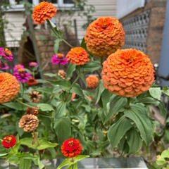 Vintage Chill Vibes Freestyle