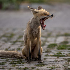 Ribbon - Jam take 3.m4a