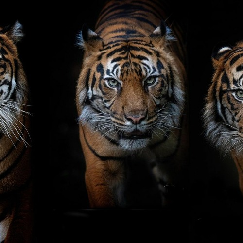 3Tigers (Prod. By professorlex)