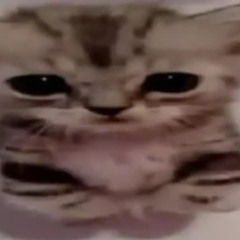 MEOW2MEOW2MEOW2