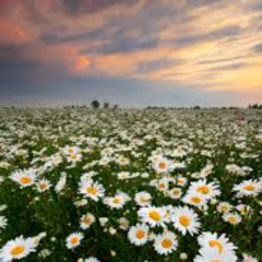 Bed of Flowers