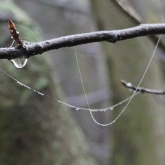 thin Thread