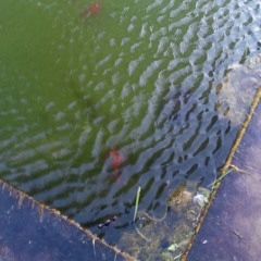 she is a rockstar for real (prod fetrowdemo)