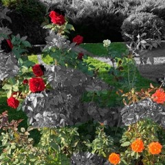 How All Of These Flowers Die?