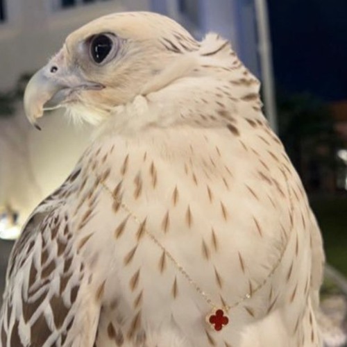 مكس فلاح المسردي