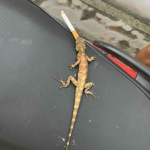 Lạ Lùng _「AVG Remix」