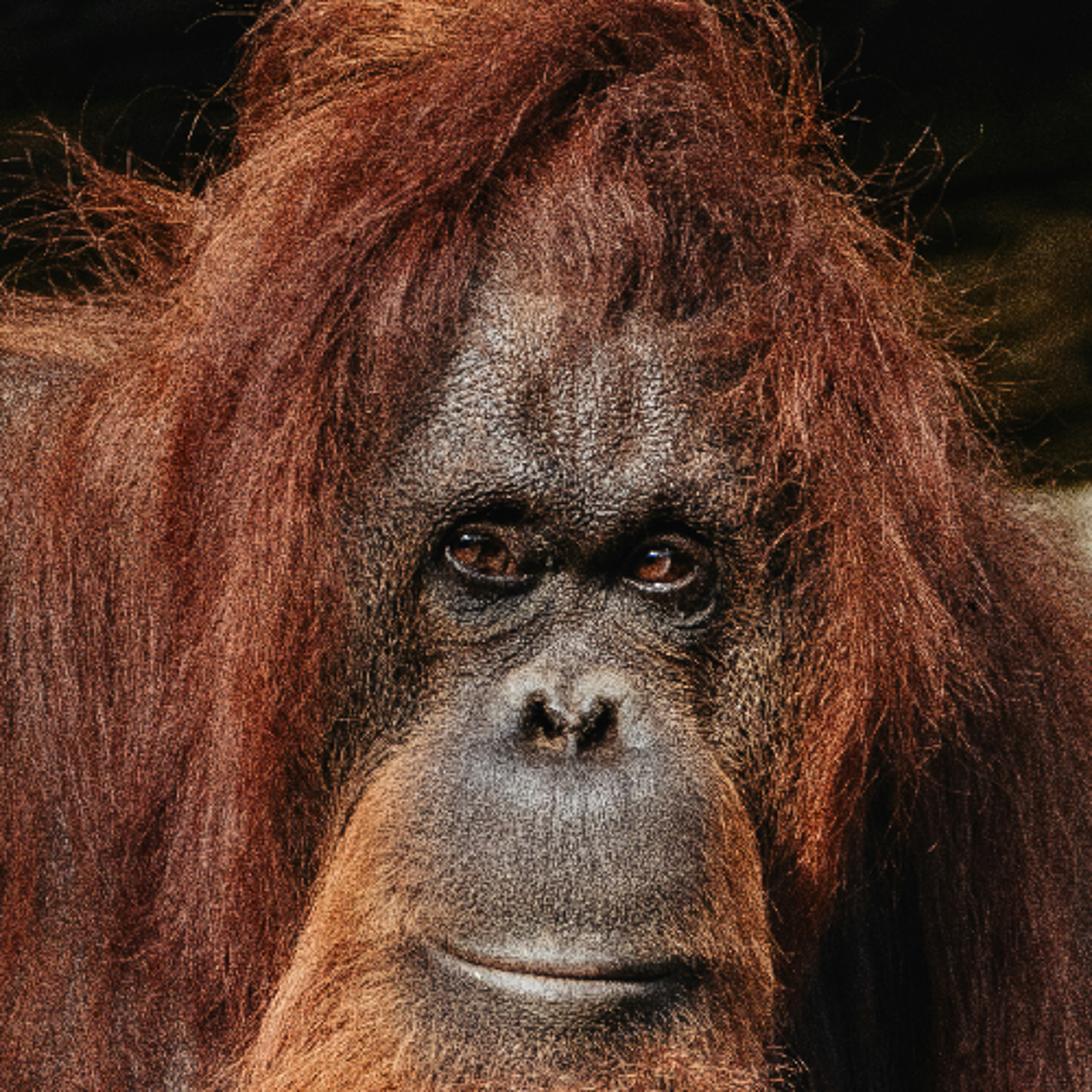 The Giant Orange Gorilla Knows Best?