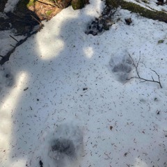 @Ig.com_user157d61g44 - They so dead n walking planks p.glosky