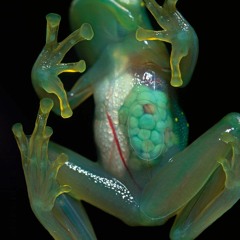 Créatures de la forêt