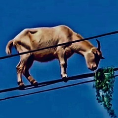 рэп будет жить