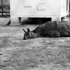 Зоопарк (Prod. babyslike x 13less)