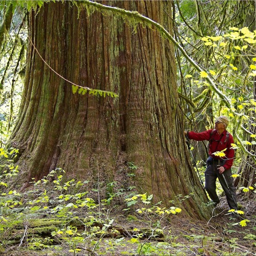 Stream Why are Oregon's iconic trees dying in record numbers, and what