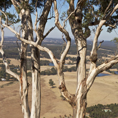 If Money Grew On Trees