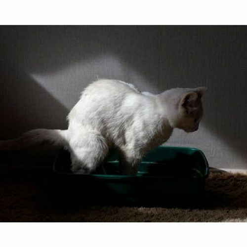 Stream Ways to End Cat Constipation by Glandex Listen