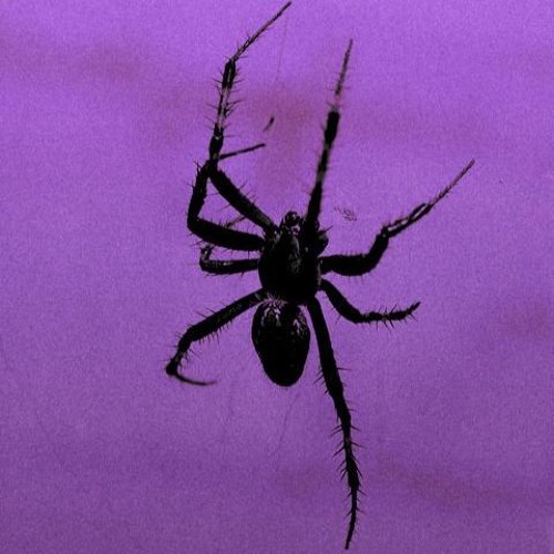 Purple Widow