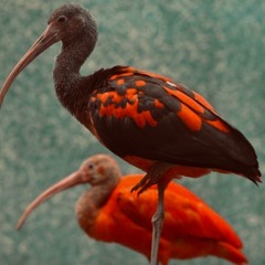 Not So Many prod. talusorion