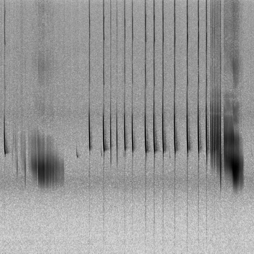 Bat ultrasonic echolocation (AudioMoth / 22050 Hz)