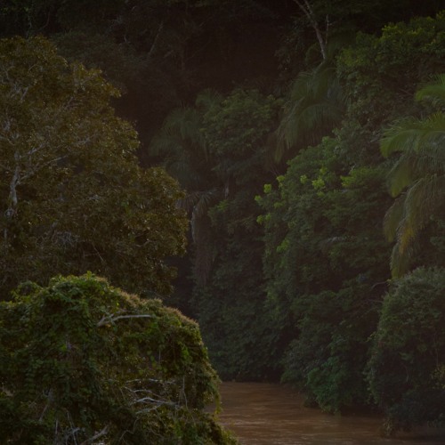 Dusk By The River In The Amazon Rainforest