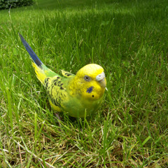 Million Scarlet Roses Remix v3