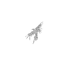 primitive.m4a