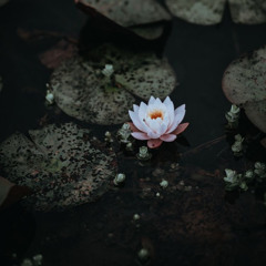Lotus bloom (feat. Alan Watts)