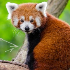 Red Panda (Kinsella)- Live on Versions