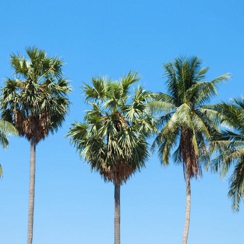 Palm Tree Workout Mix 15