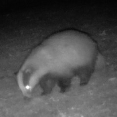 A Badger's love affair