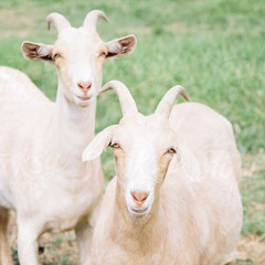 DelaRua ft @NDY Broke