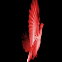 Mr BIRD remix by @shawty (DNB)