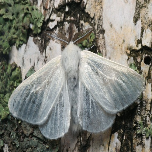 prod 043v