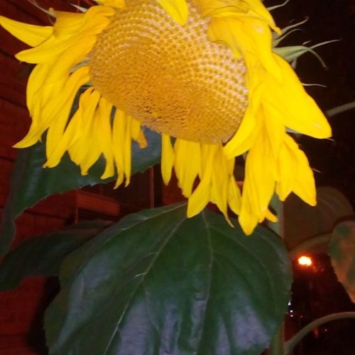 The Beginning of the End (wiP)