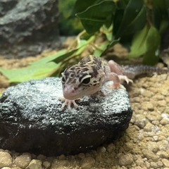 w/ i had a concerning thought - i've been shooting stars