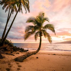 palm trees