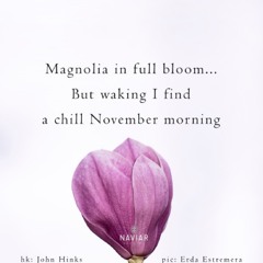 naviarhaiku360: magnolia in full bloom...