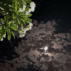 ألا ليت قلبًا بين جنبي داميًا | أبو الزبير