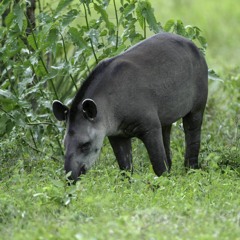 Tapiro