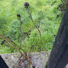 flowers (archivo)