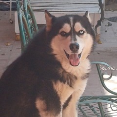 🐺 a