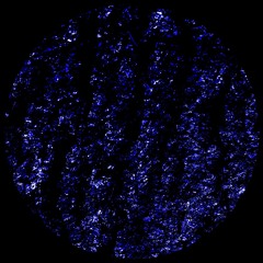 Franco Rossi, Centeno - Mutagenesis