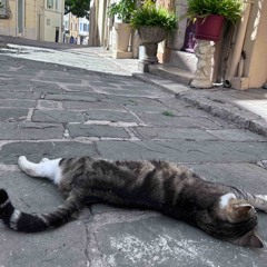 Chill Cat