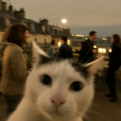 Kitty cat