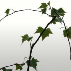 wither-on-the-vine.mp3