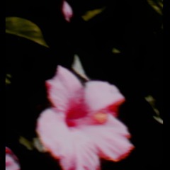 BLOOM (PROD.YUNGMEXICANBIH)