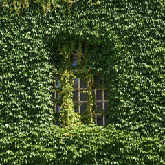 Ivy Booth (Solo ver.)