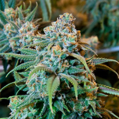 Solo Quiero Weed - (Feat Roberts)