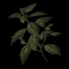 GREEN HERB [free dl]