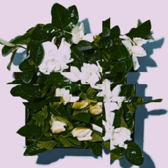 MacRuzz - Gardenia (Beat: Jk)