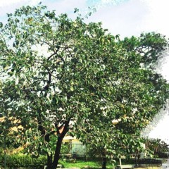 Những con đường song song (Chillies) - Nam Anh
